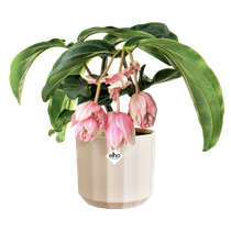 facet round 14cm almond pink